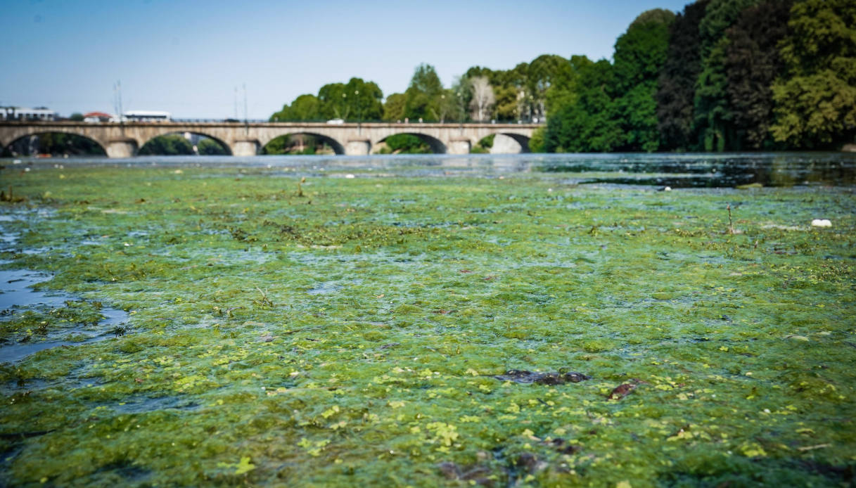Drought: algae carpets appear on the river Po